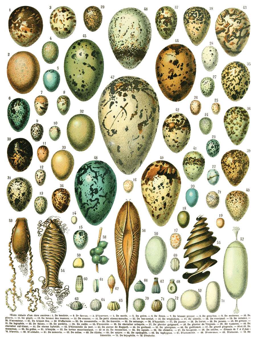 Bird eggs, cocoons, and shells illustration for I.O.D. Millot’s Pages Transfer by Iron Orchid Designs.