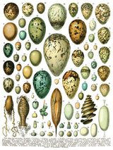 Bird eggs, cocoons, and shells illustration for I.O.D. Millot’s Pages Transfer by Iron Orchid Designs.