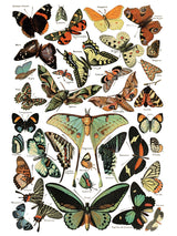 Labeled butterflies and moths illustration for I.O.D. Millot’s Pages Transfer by Iron Orchid Designs projects.