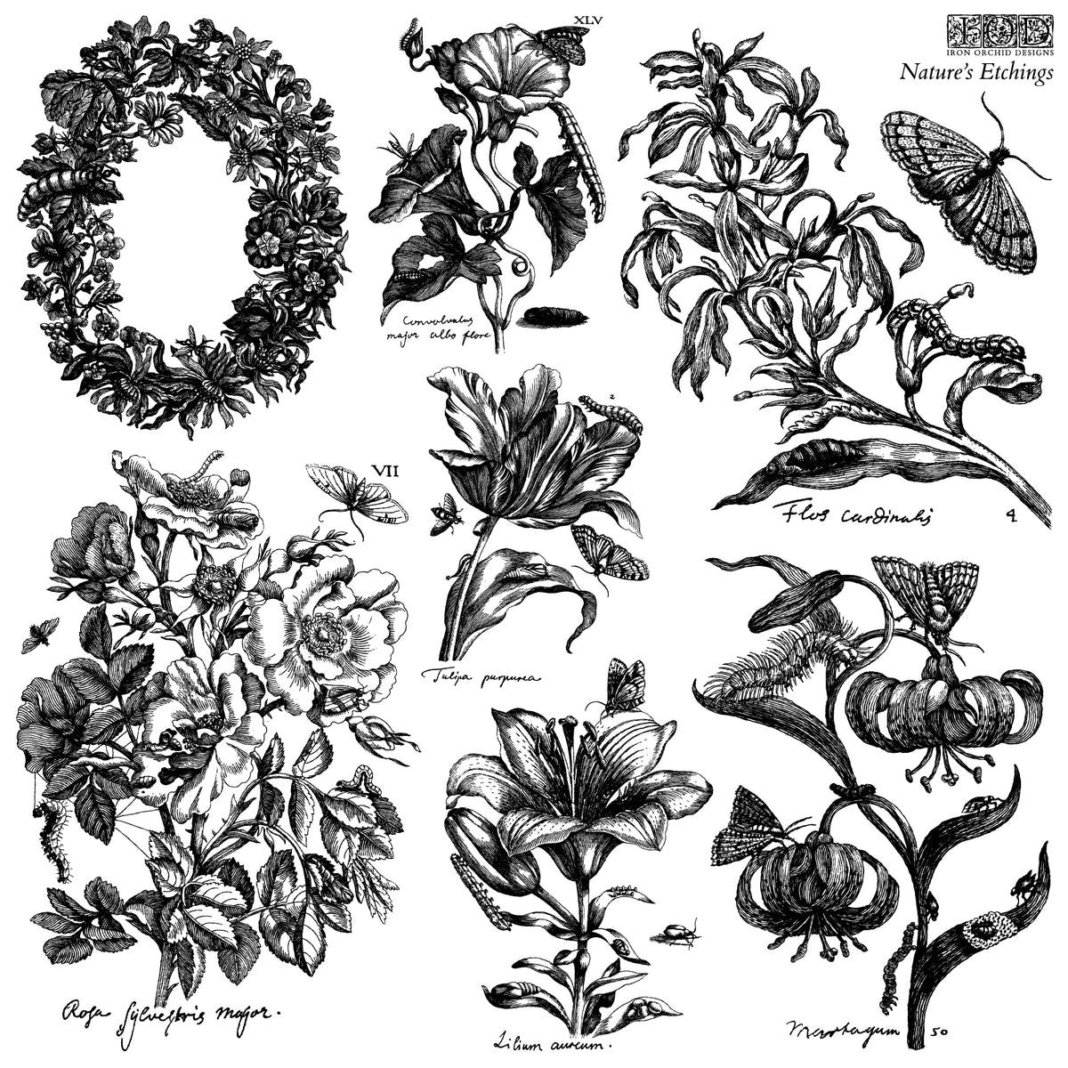 Nature’s Etchings Stamp by I.O.D. with vintage floral and butterfly designs, includes scientific names.