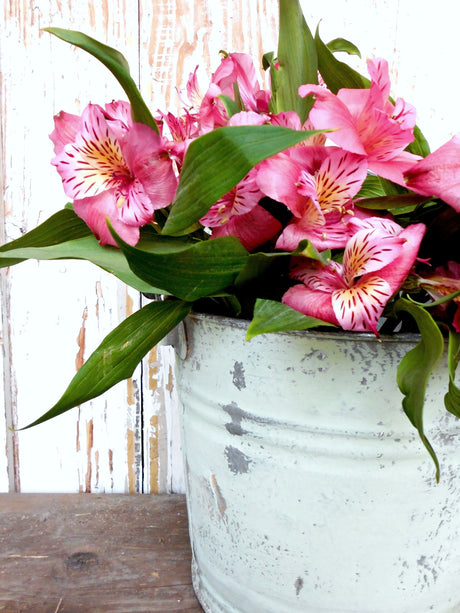 Pink blooms and green leaves in a bucket painted Pantry Door by Old Fashioned Milk Paint.