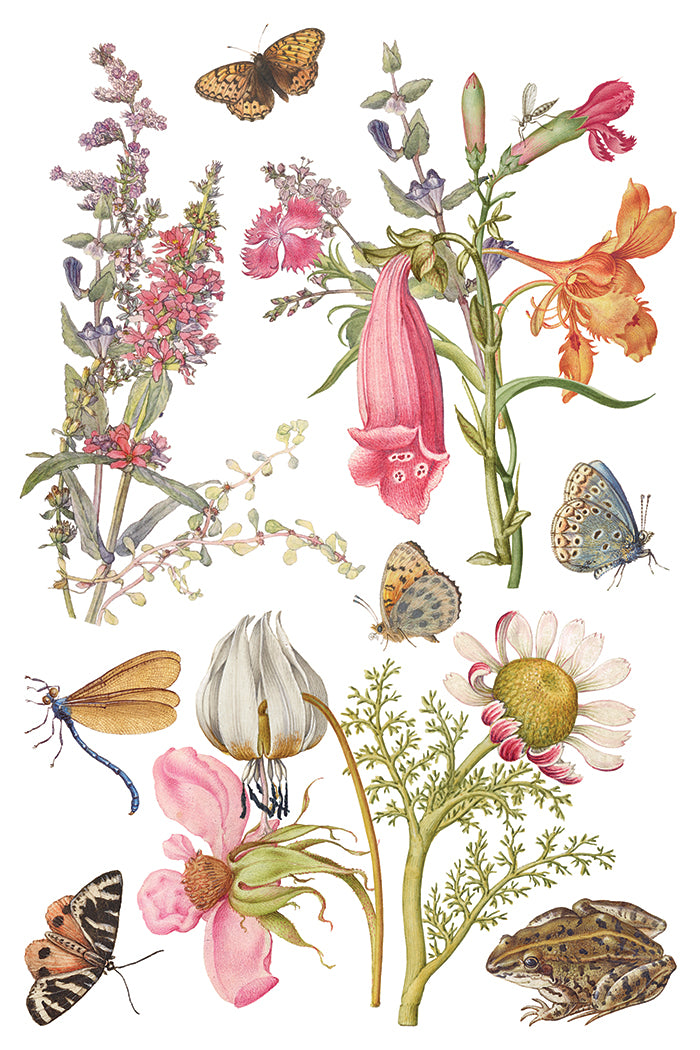Primrose Isle Transfer by I.O.D. featuring wildflowers, butterflies, and a frog on a white background.