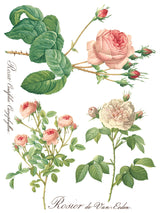 Rose Botanical Transfer by IOD - Iron Orchid Designs @ The Painted Heirloom