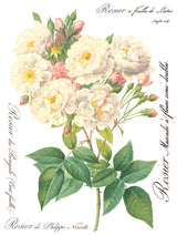 Rose Botanical Transfer by IOD - Iron Orchid Designs @ The Painted Heirloom