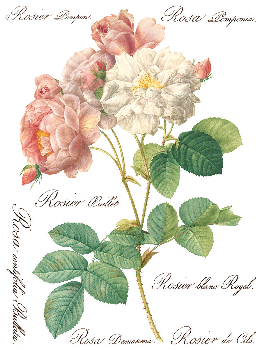 Rose Botanical Transfer by IOD - Iron Orchid Designs @ The Painted Heirloom