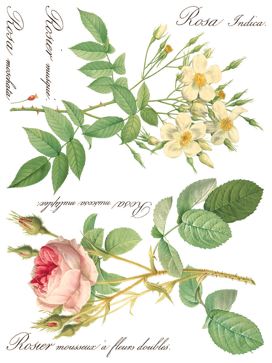 Rose Botanical Transfer by IOD - Iron Orchid Designs @ The Painted Heirloom