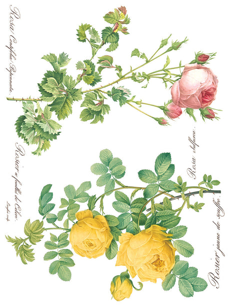 Rose Botanical Transfer by IOD - Iron Orchid Designs @ The Painted Heirloom