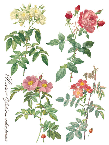 Rose Botanical Transfer by IOD - Iron Orchid Designs @ The Painted Heirloom