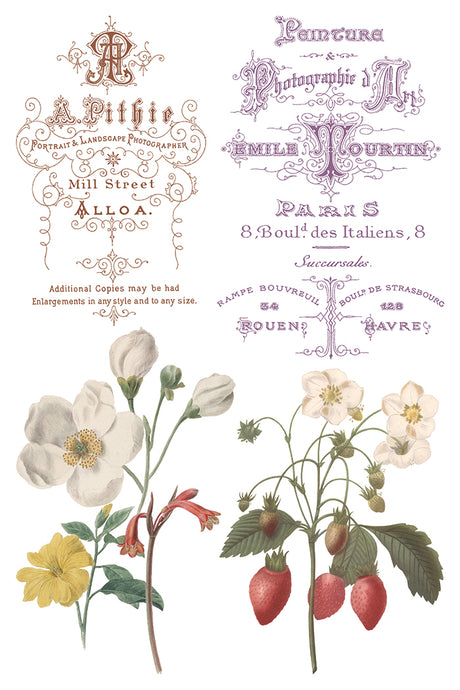 Saint Ouen Transfer by IOD with vintage floral art, fruit, flowers, and ornate French typography. Brand: I.O.D.