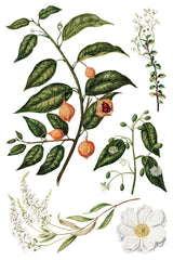Lush leaves and orange fruits botanical illustration inspired by IOD Sarah Featon’s Botanicals Transfer.