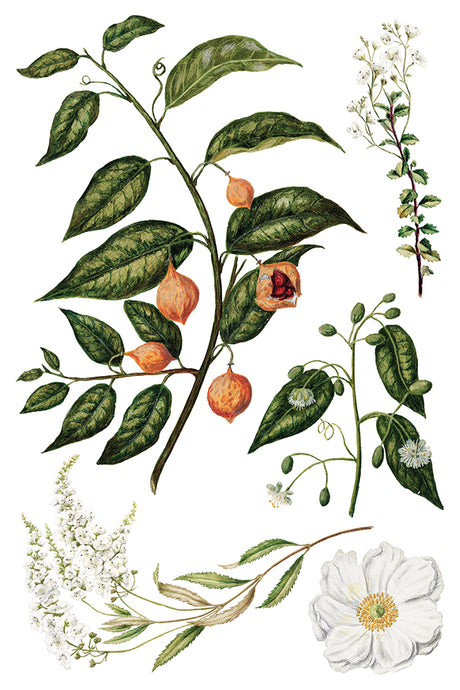Lush leaves and orange fruits botanical illustration inspired by IOD Sarah Featon’s Botanicals Transfer.