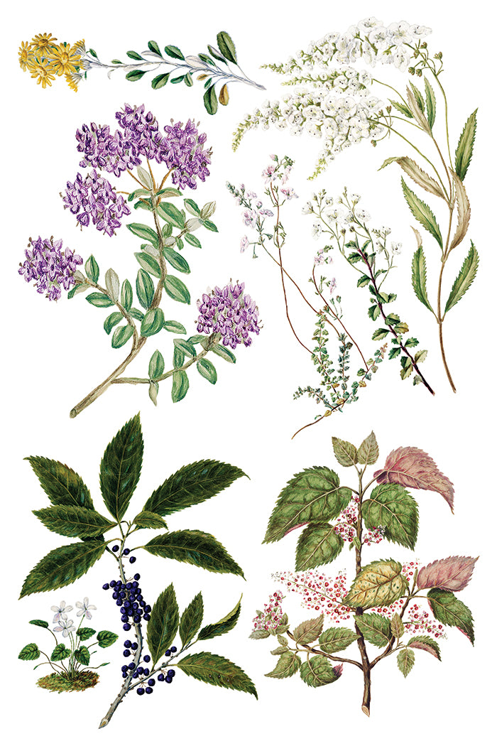 I.O.D. Botanicals Transfer featuring botanical illustrations inspired by Sarah Featon for Iron Orchid Designs.