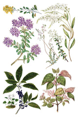 I.O.D. Botanicals Transfer featuring botanical illustrations inspired by Sarah Featon for Iron Orchid Designs.