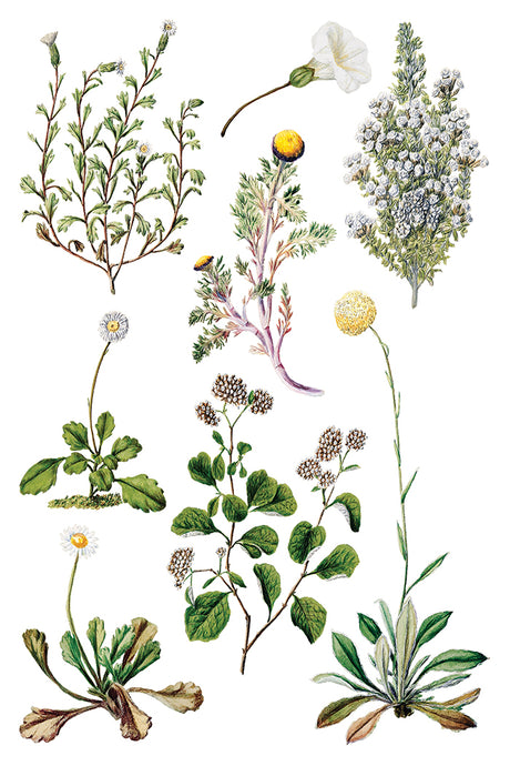 Eight flowering plants inspired by I.O.D. Sarah Featon’s Botanicals Transfer on a white background.