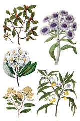 Five plants from I.O.D. Sarah Featon’s Botanicals Transfer displayed on a white background.