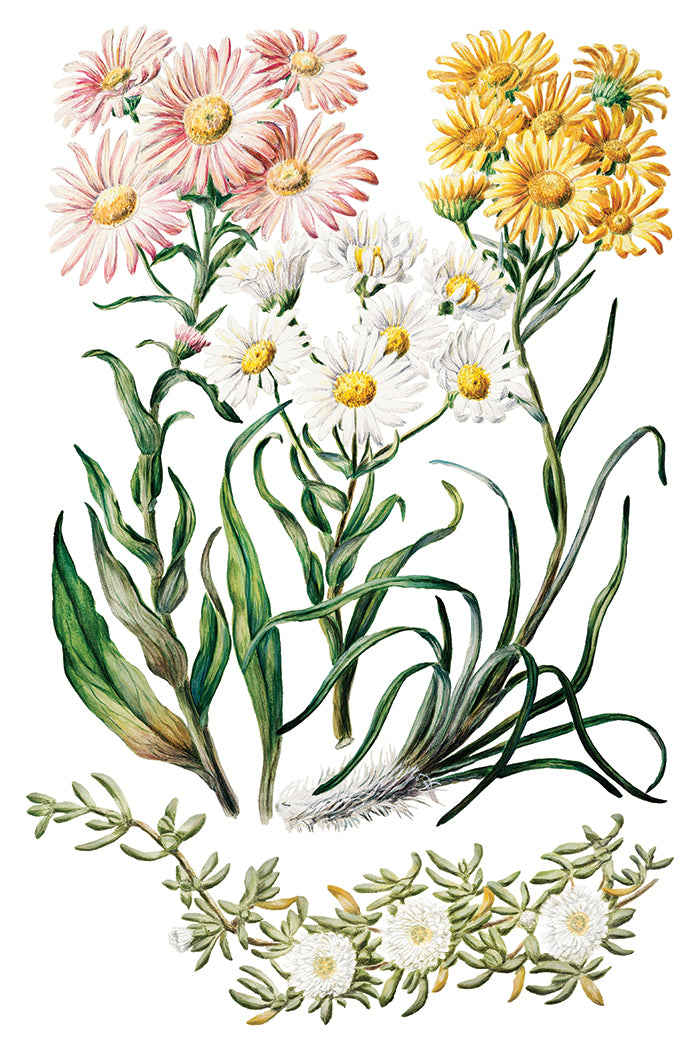 Four wildflowers with pink, white, and yellow petals inspired by Sarah Featon’s Botanicals Transfer by I.O.D.