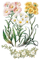 Four wildflowers with pink, white, and yellow petals inspired by Sarah Featon’s Botanicals Transfer by I.O.D.
