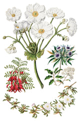 Sarah Featon’s Botanicals Transfer by IOD featuring vibrant blooms on a crisp white background.
