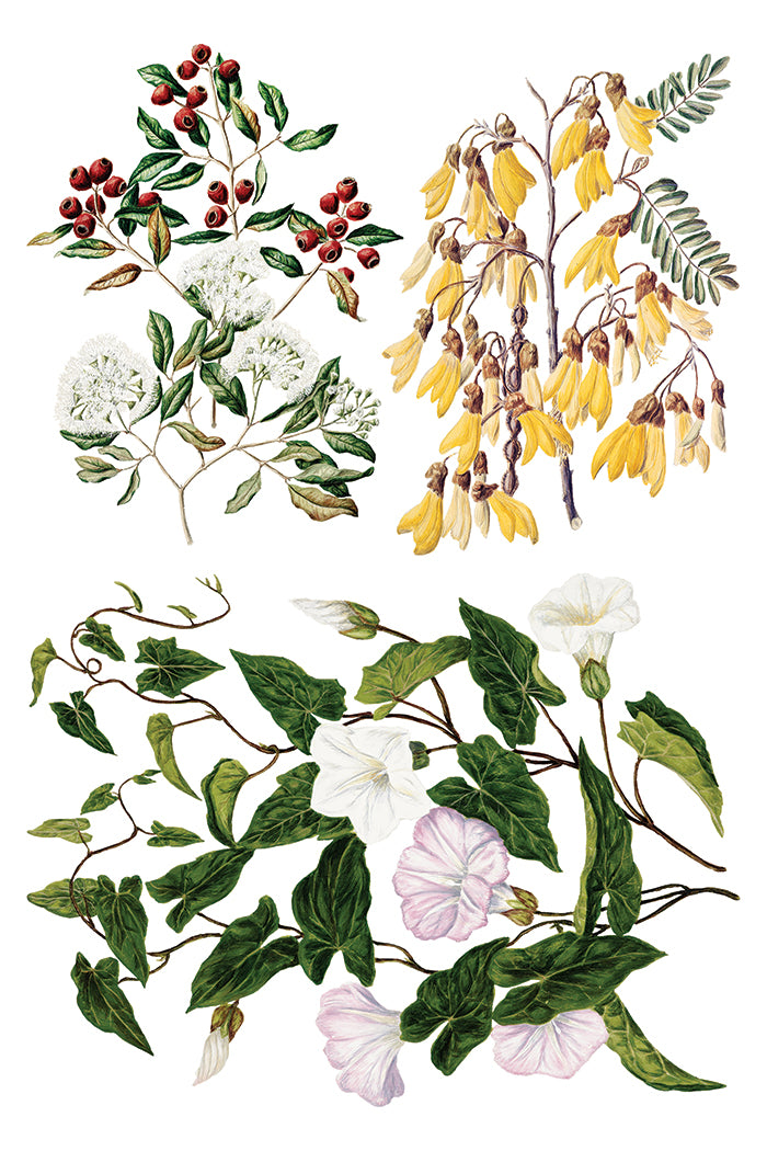 I.O.D. Sarah Featon’s Botanicals Transfer of floral plants with red berries on a white background.