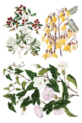 I.O.D. Sarah Featon’s Botanicals Transfer of floral plants with red berries on a white background.