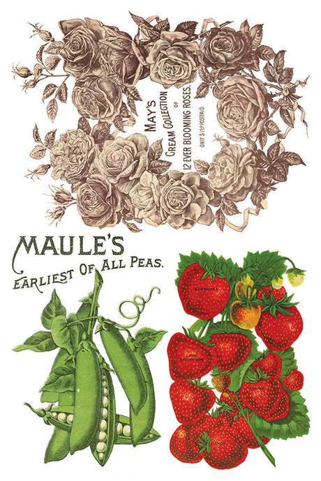 I.O.D. Seed Catalogue Transfer by Iron Orchid Designs featuring vintage rose, pea, and strawberry illustrations.