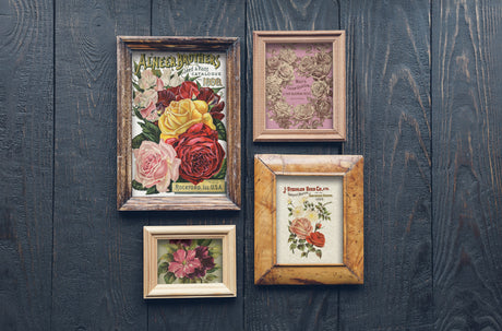 Set of four framed floral prints featuring I.O.D. Seed Catalogue Transfer designs by Iron Orchid Designs.