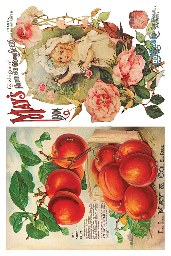 Vintage 1904 seed cover, suitable for DIY or pairing with Seed Catalogue Transfer by IOD.