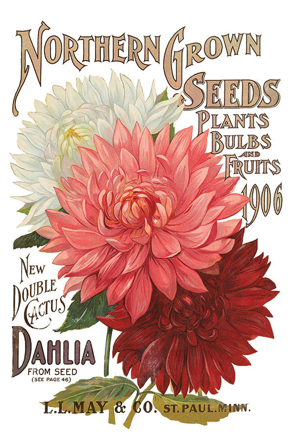 Vintage seed packet featuring three dahlias, suitable for use with Seed Catalogue Transfer by IOD.