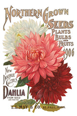 Vintage seed packet featuring three dahlias, suitable for use with Seed Catalogue Transfer by IOD.