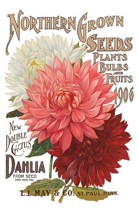 Vintage seed packet featuring three dahlias, suitable for use with Seed Catalogue Transfer by IOD.