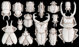 Specimens Mould by I.O.D. with 15 beetle and insect designs arranged in rows on a black background.