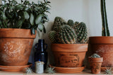 Cacti and potted plants on a shelf featuring IOD Traditional Pots Decor Transfer by Iron Orchid Designs.