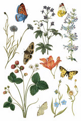 Wilde Bloemen Transfer by IOD with wildflowers, strawberries, and butterflies botanical design by I.O.D.