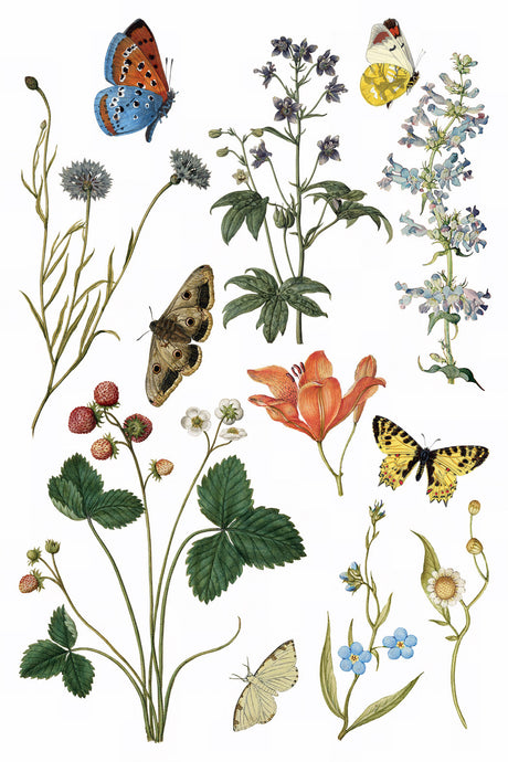 Wilde Bloemen Transfer by IOD with wildflowers, strawberries, and butterflies botanical design by I.O.D.