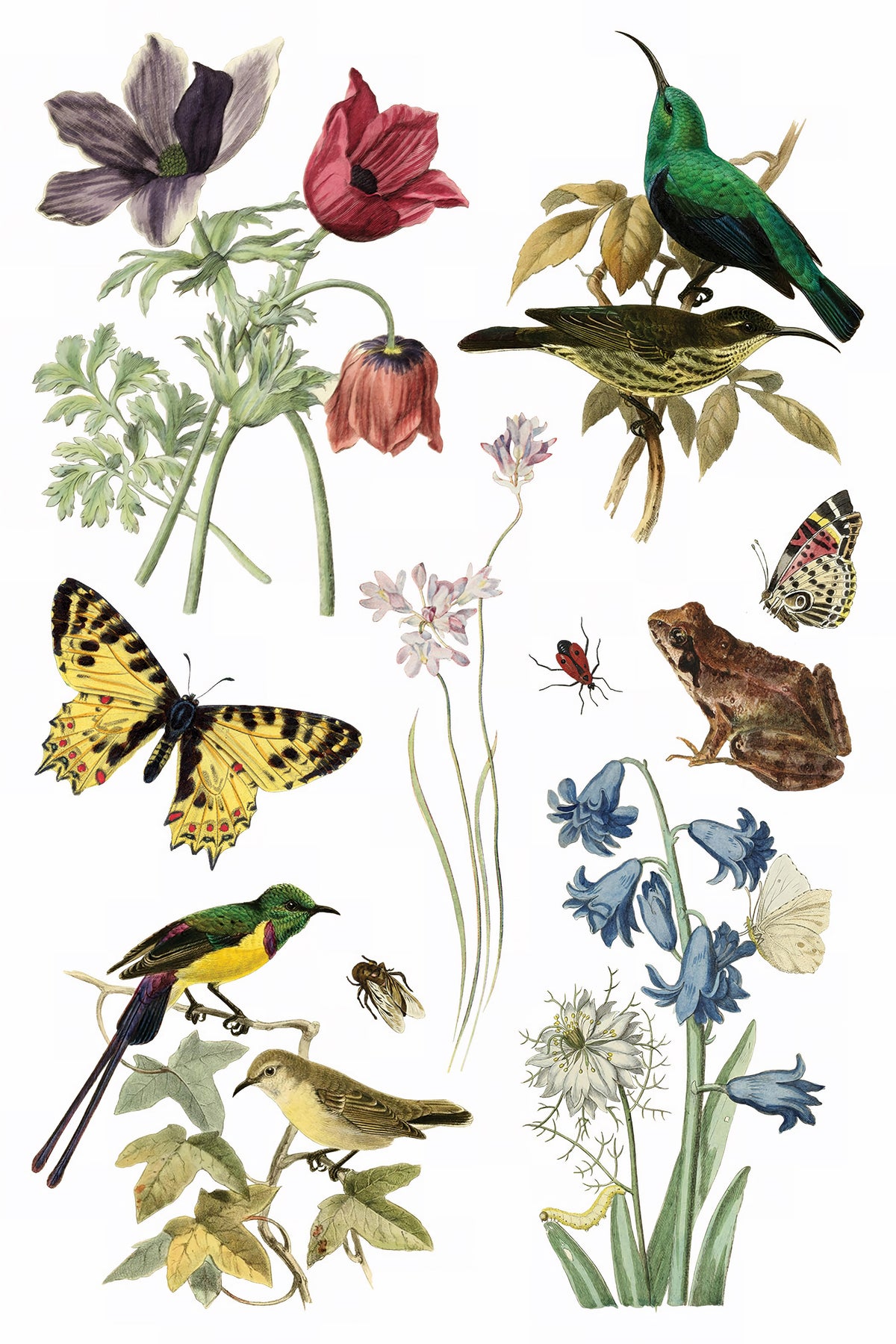 IOD Wilde Bloemen Transfer by Iron Orchid Designs featuring flowers, birds, butterflies, and insects botanical art.