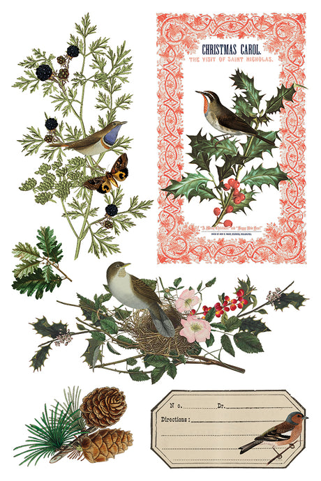 Winter Botanist Transfer 2025 by I.O.D. featuring vintage birds, holly, and berries. Limited release.